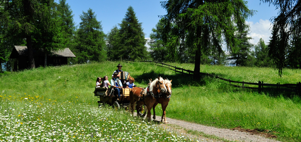 trip with the carriage Dolomiti horse San Genesio Salto