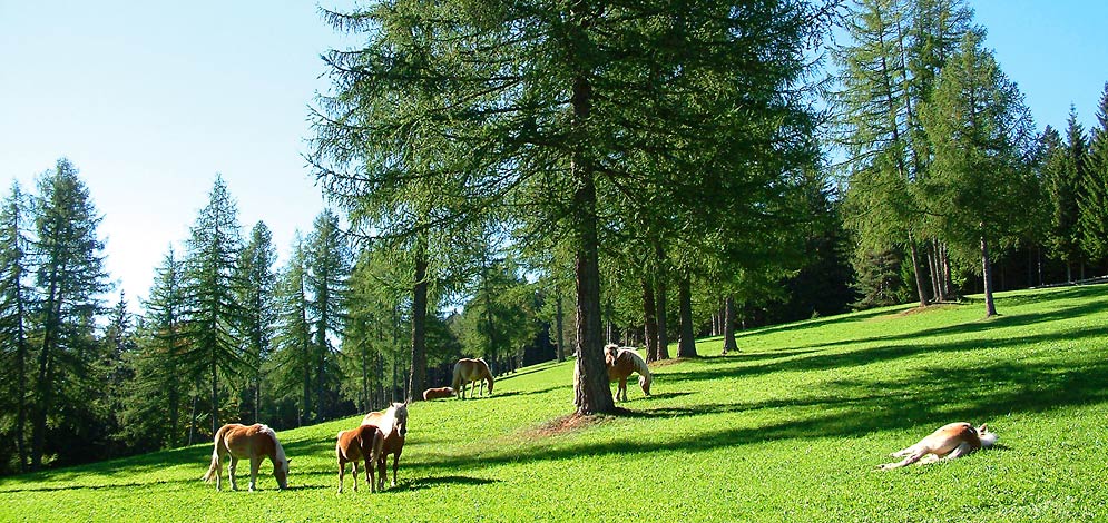 horse riding San Genesio Monzoccolo Salto Bolzano