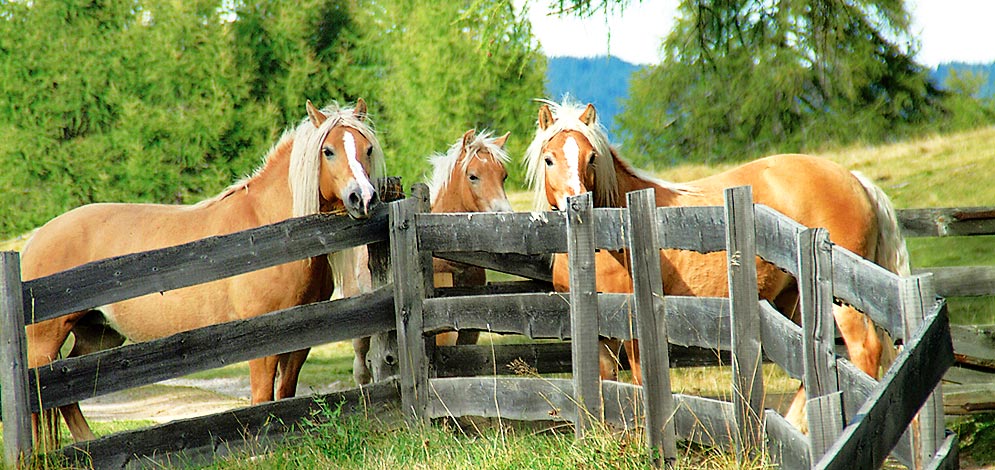 horse riding San Genesio Monzoccolo Salto Bolzano