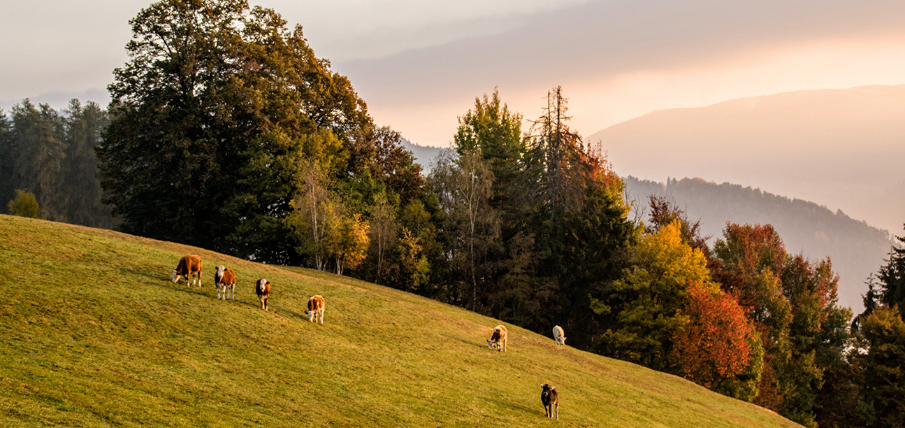 Salten Jenesien Tschögglberg Bozen Erholung Ausblick